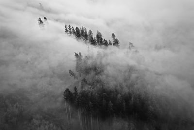 Trees and plants grayscale images
